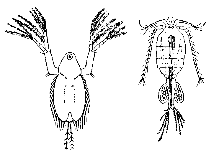 Entomostraca