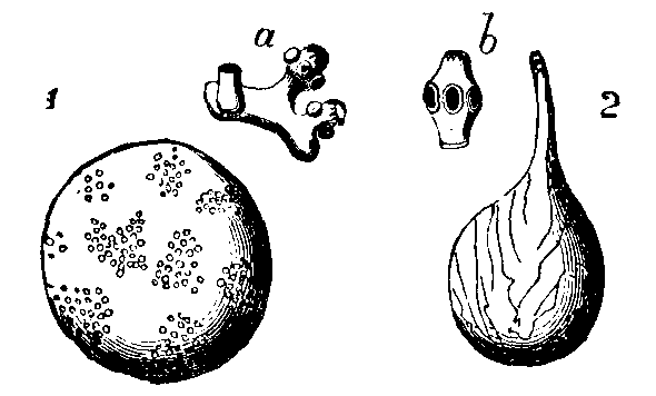 Entozoa