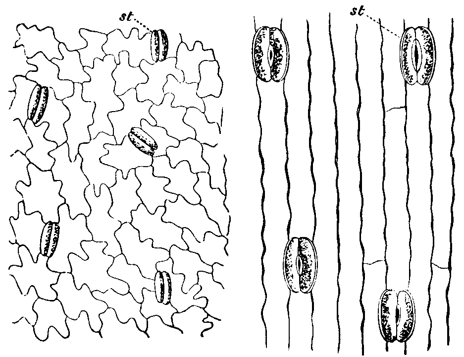 Epidermis