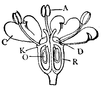 Epigynous Flower