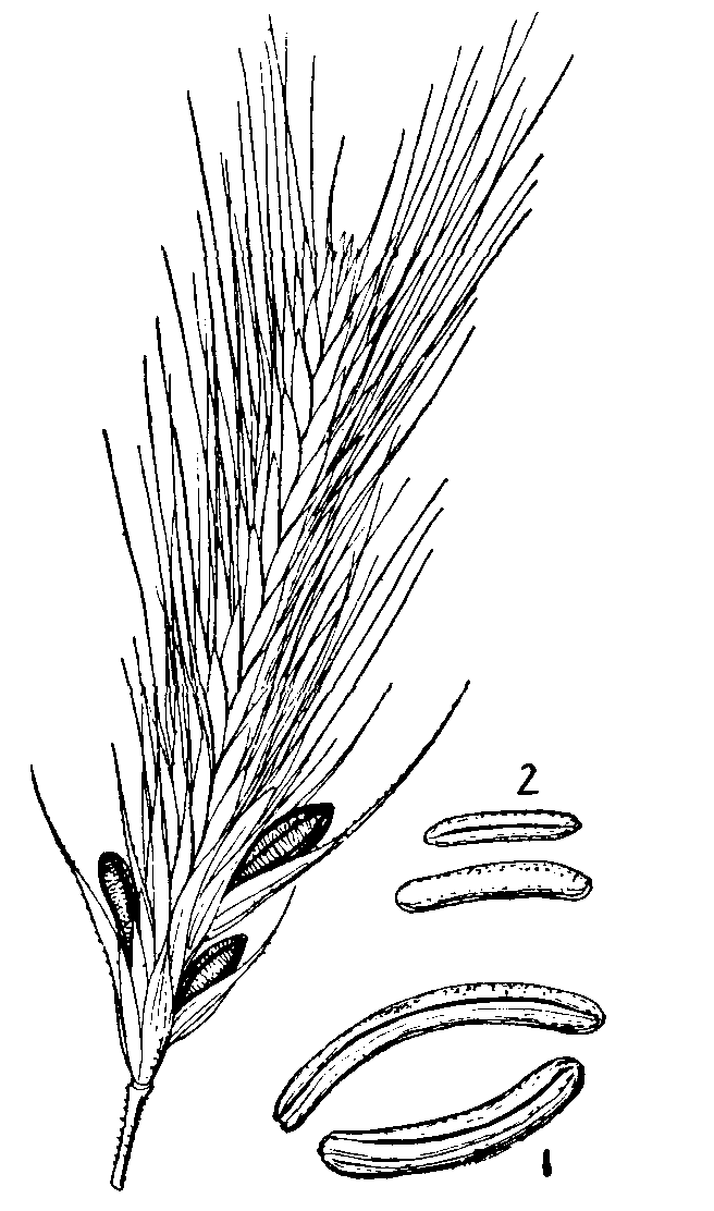Ergot