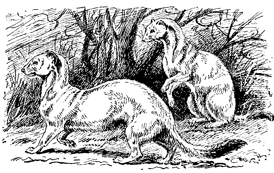 Ermines