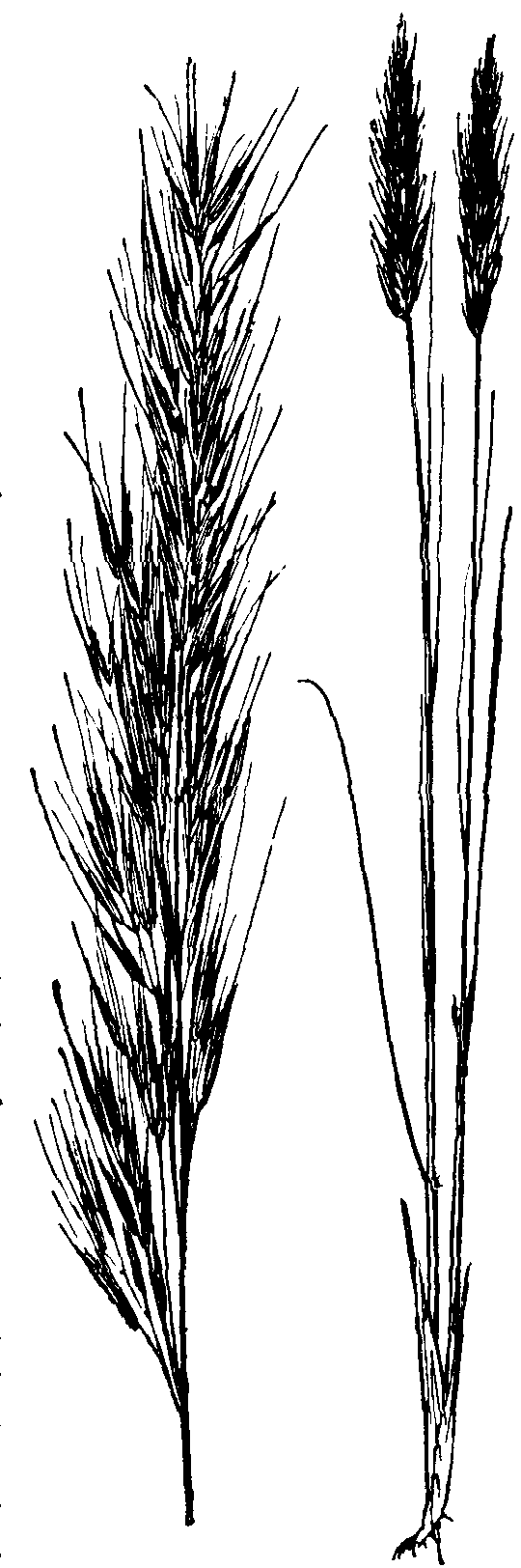 Esparto