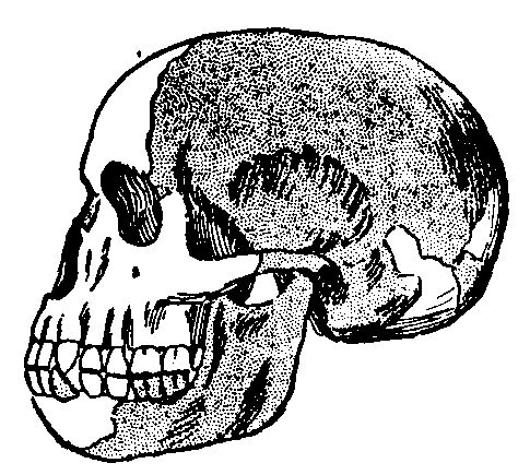 The Piltdown Skull