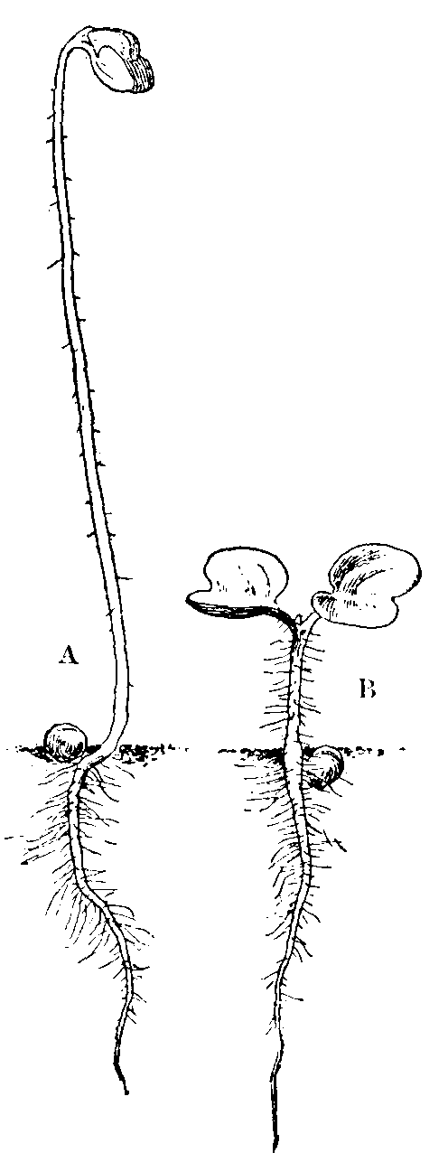 Etiolation