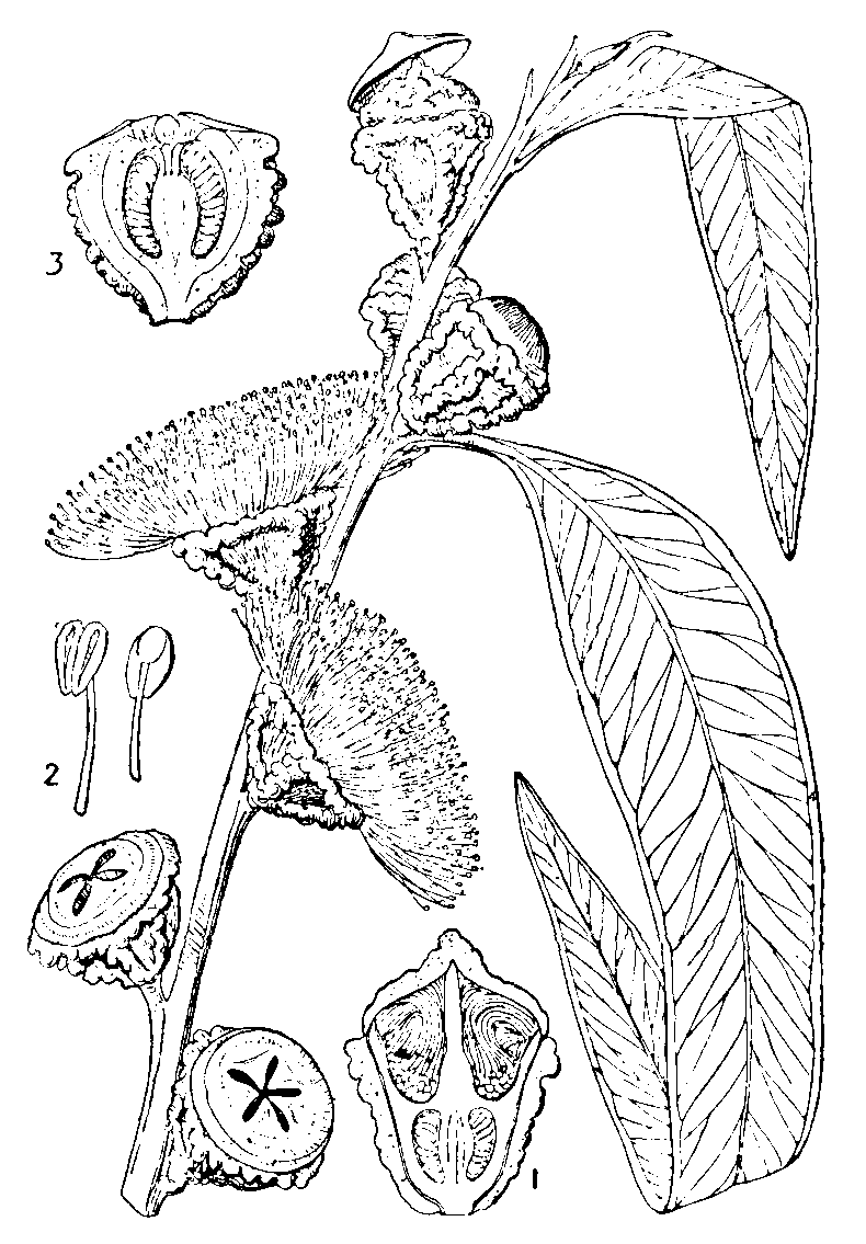 Eucalyptus