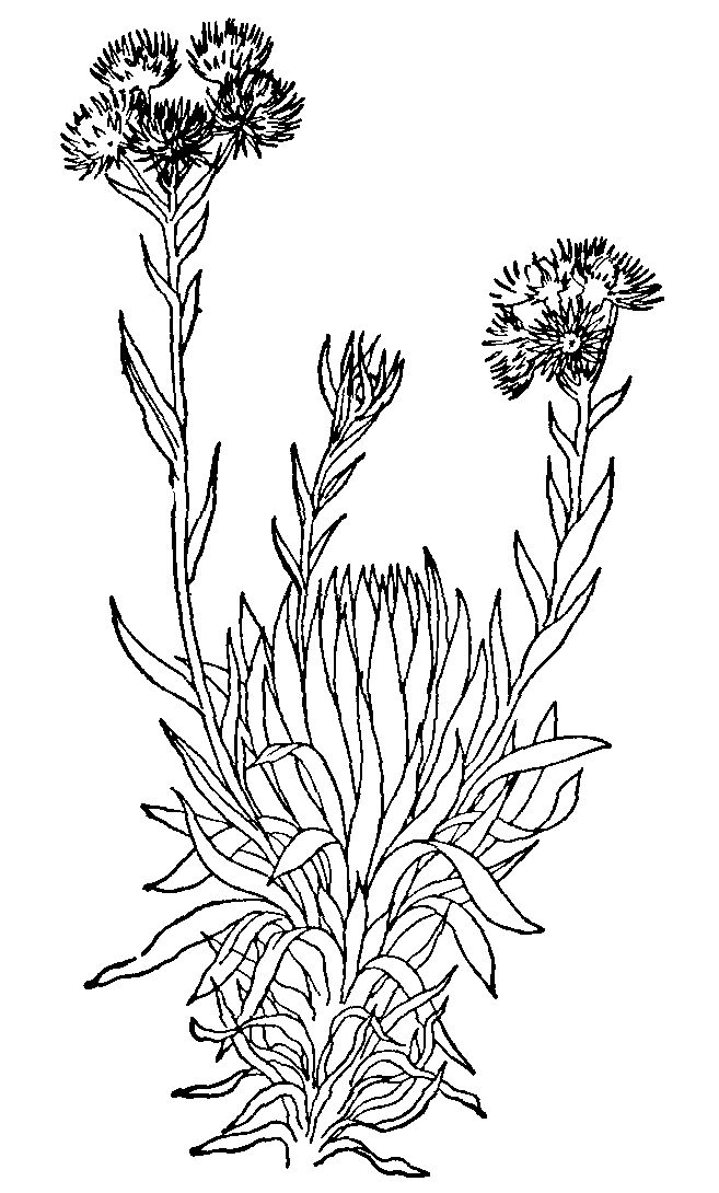 Everlasting Flower