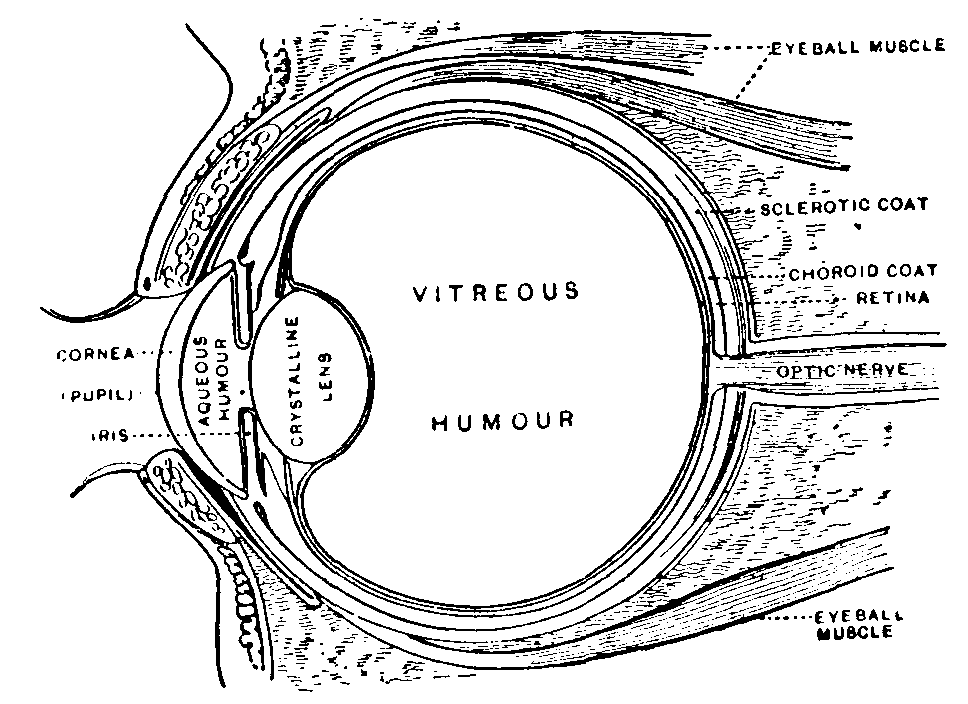 Human Eye