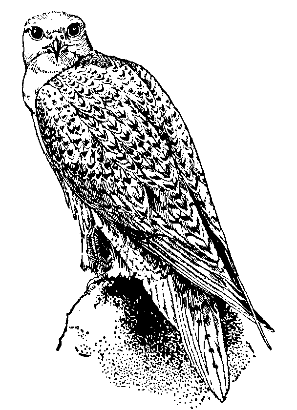 Falcon