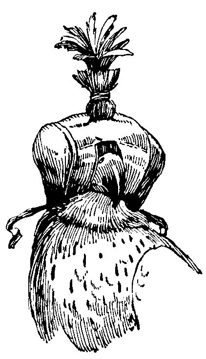 Falcon with Hood