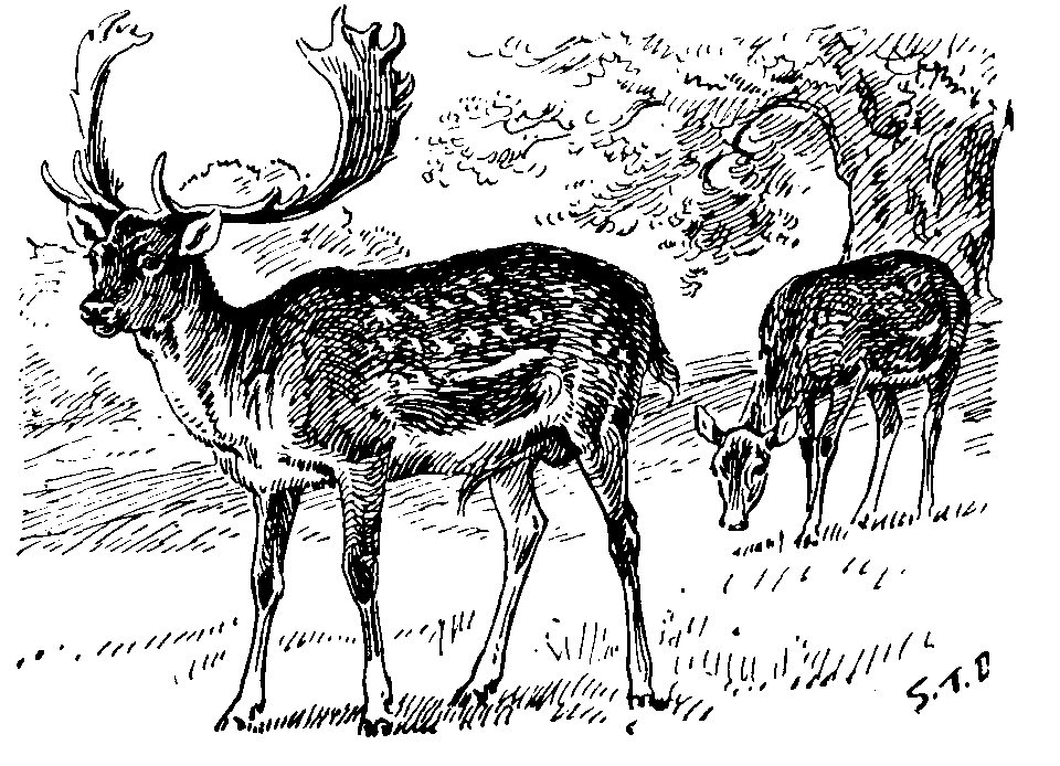 Fallow Deer