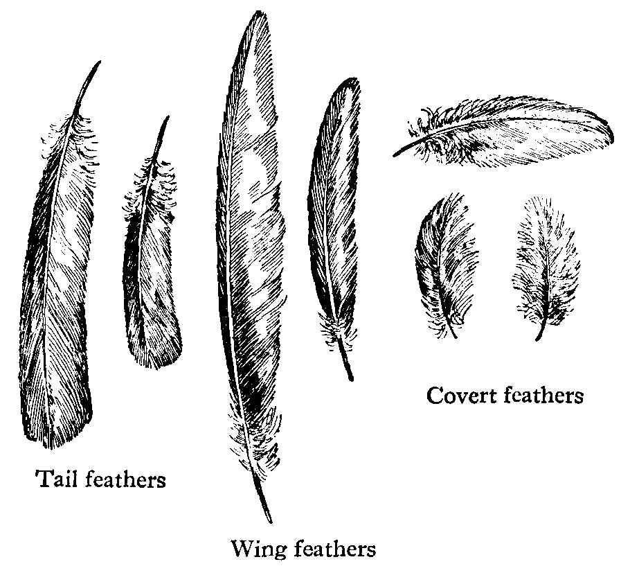 Feathers