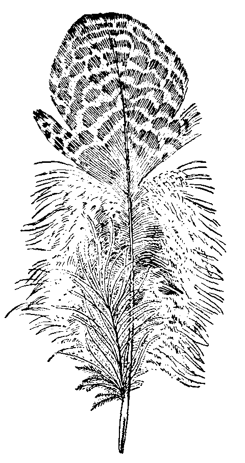 Feather from the Back of an Argus Pheasant