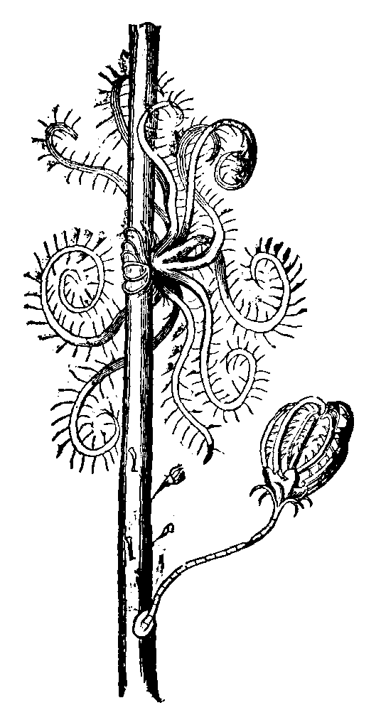 Feather-star