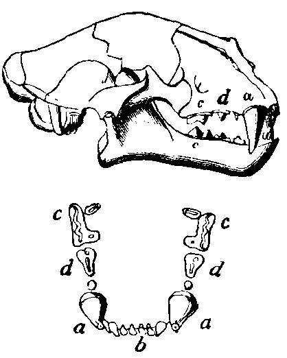 Teeth of Felid