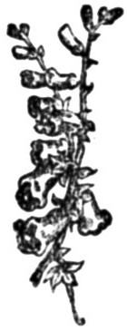 PRINTER'S DECORATION