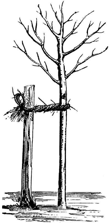 Figure 25.
