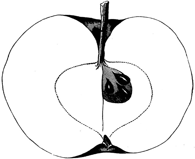 Figure 243.
