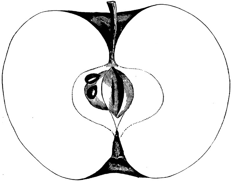 Figure 245.