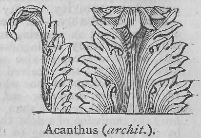 Acanthus (archit.).