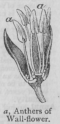 Anthers of Wall-flower.