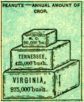 Chart of Annual Amount of Peanut Crop by State - headed by Virginia