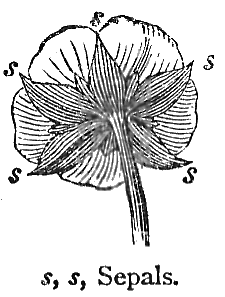 Sepals.