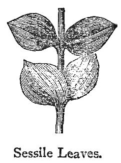 Sessile_Leaves.