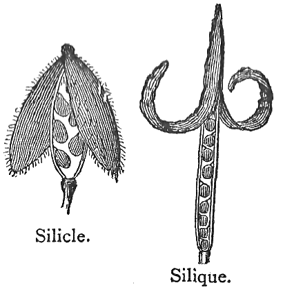 Silicle_Silique.
