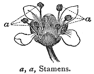 Stamens.