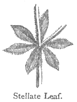 Stellate_Leaf.