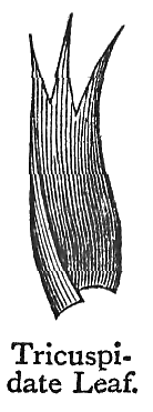 Tricuspidate_Leaf.