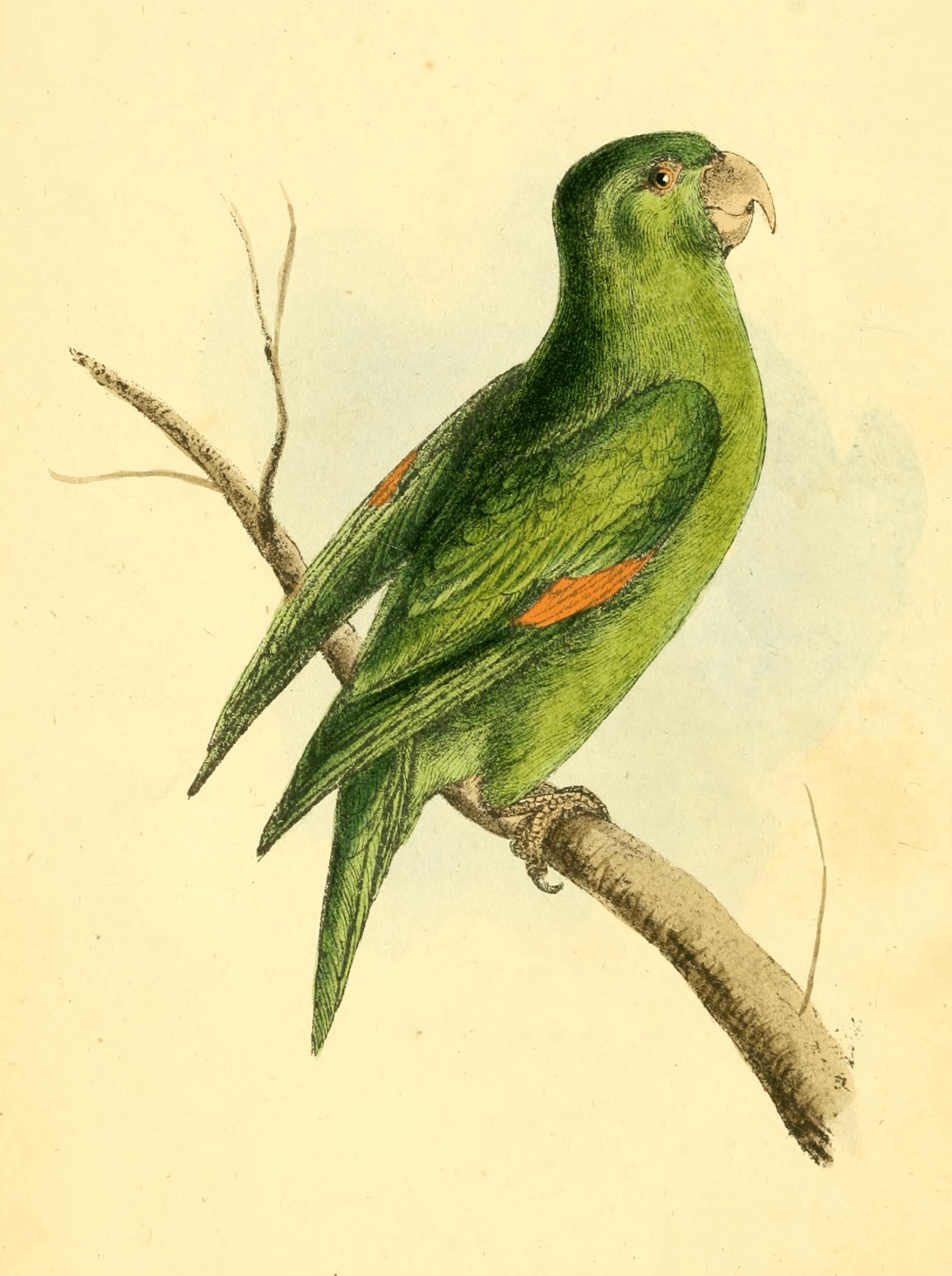 Plate 1.