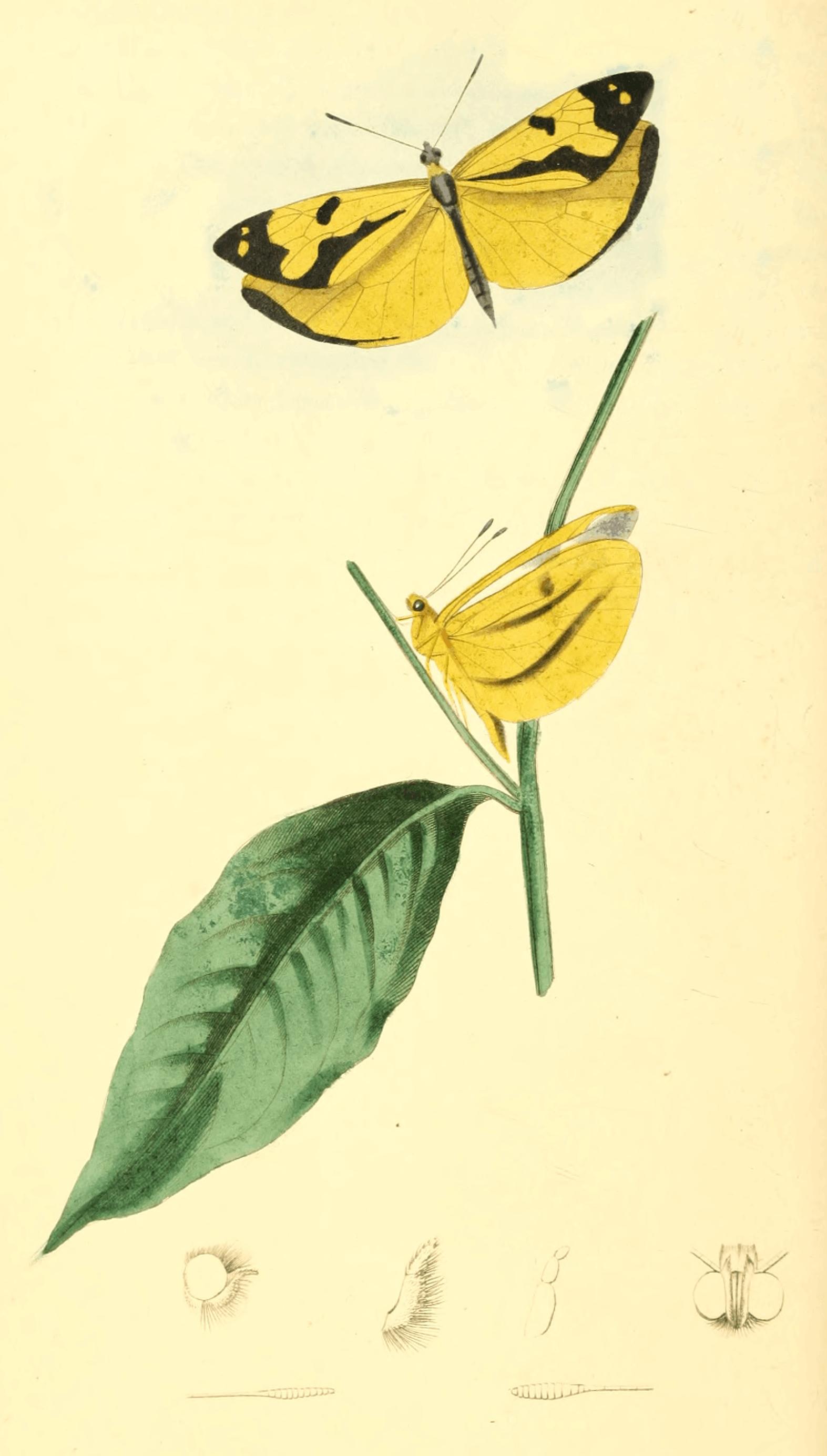 Plate 15.