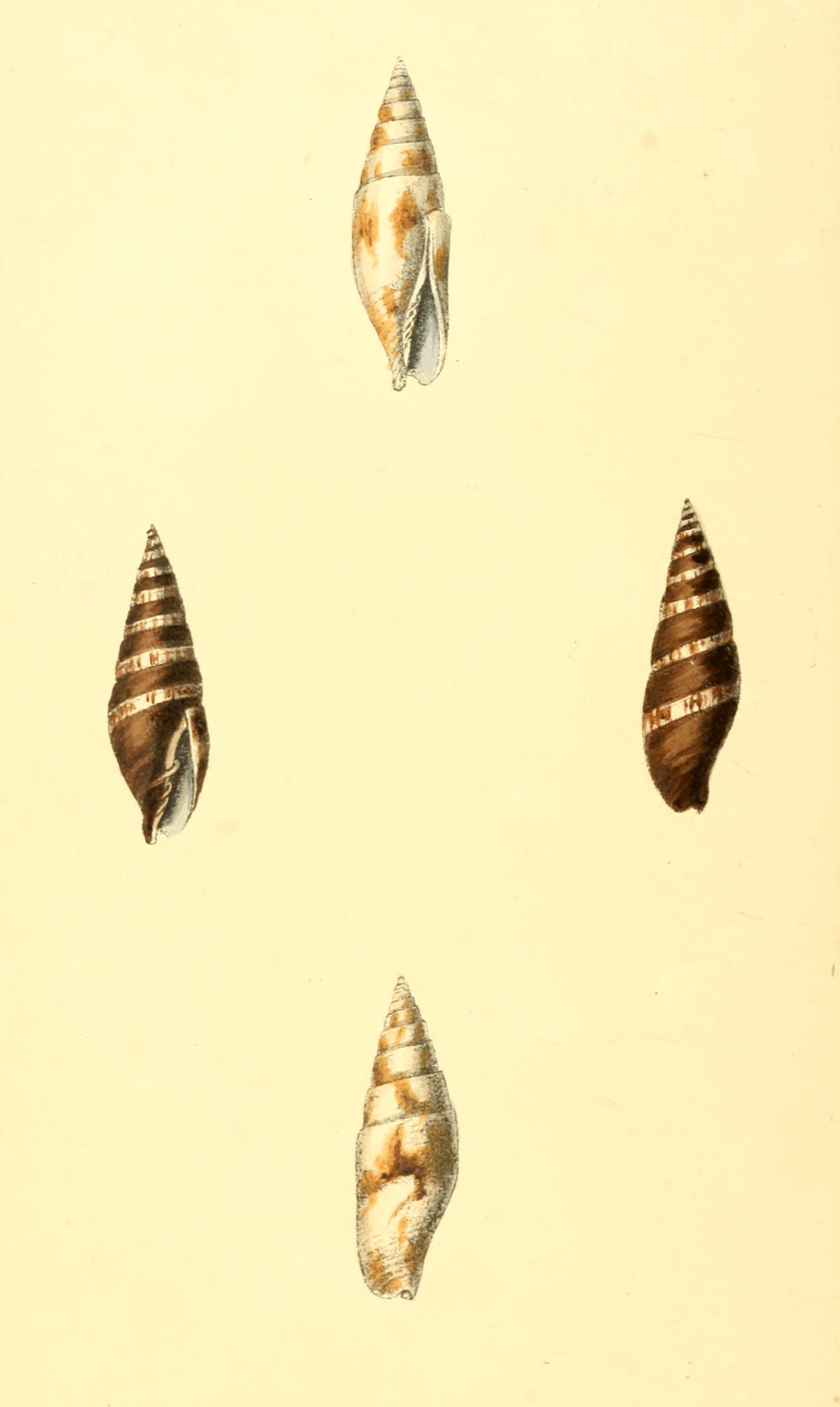 Plate 18.