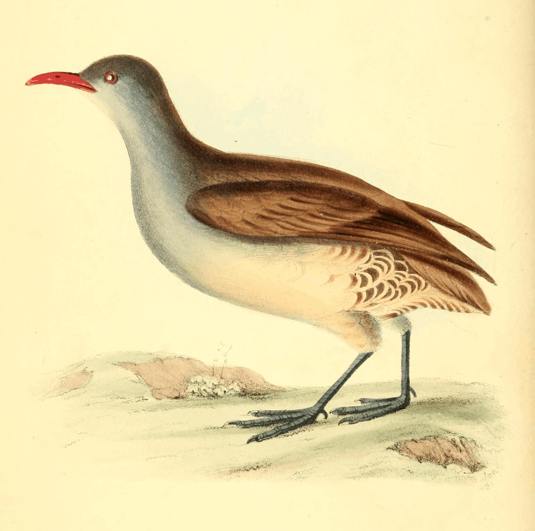 Plate 19.