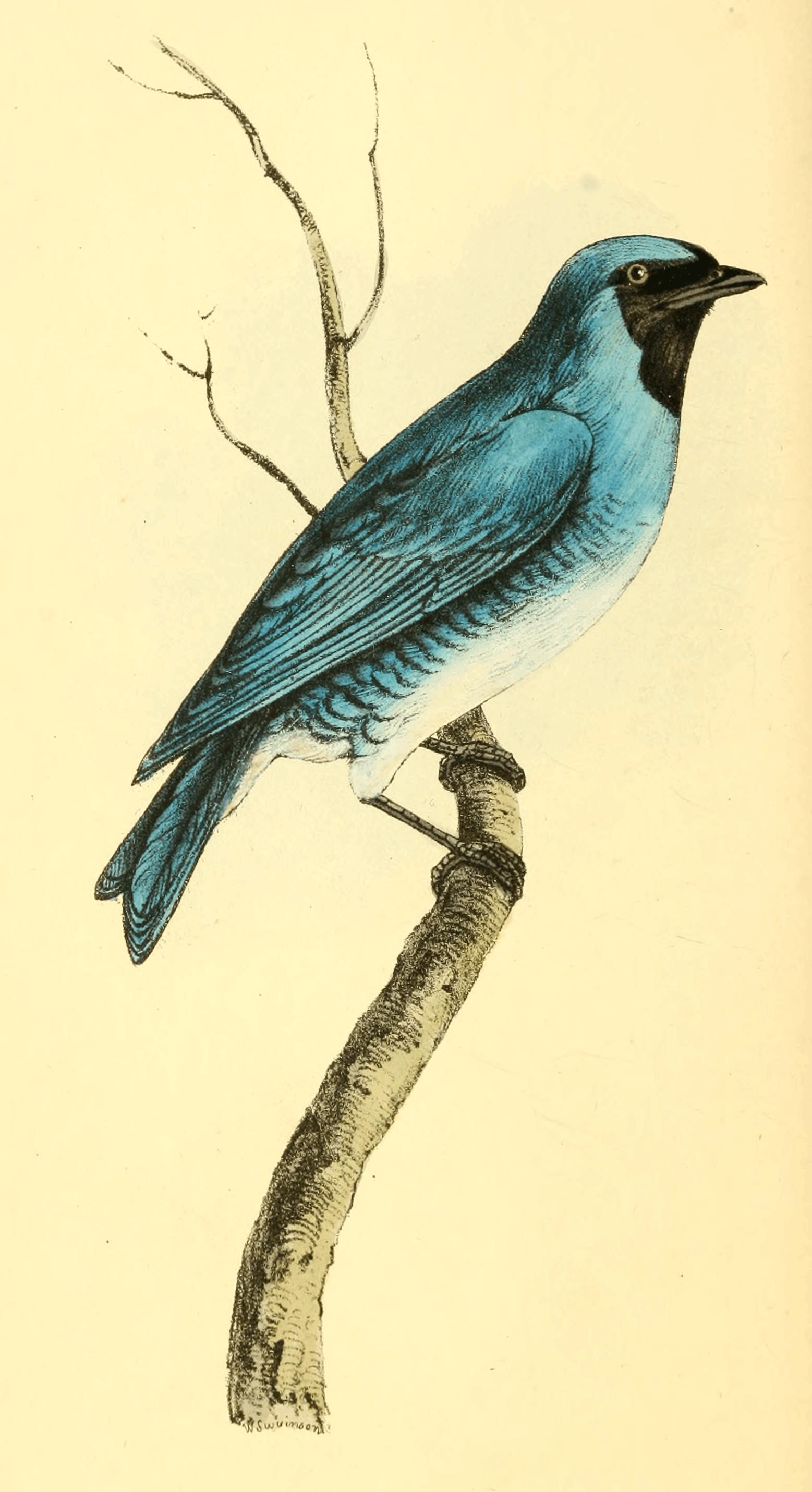 Plate 21.