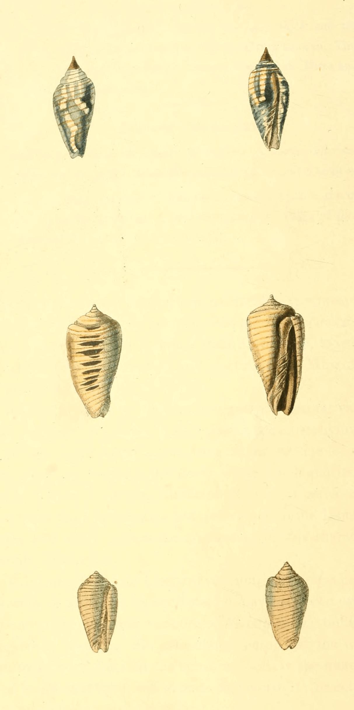 Plate 24.