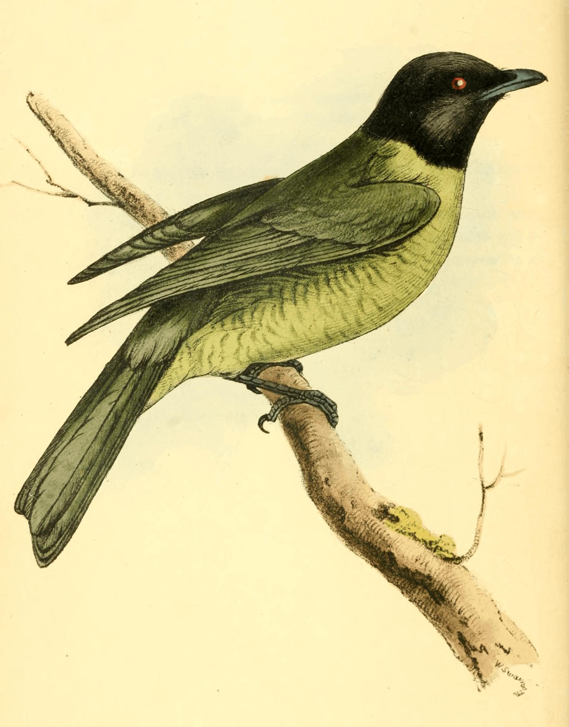 Plate 25.