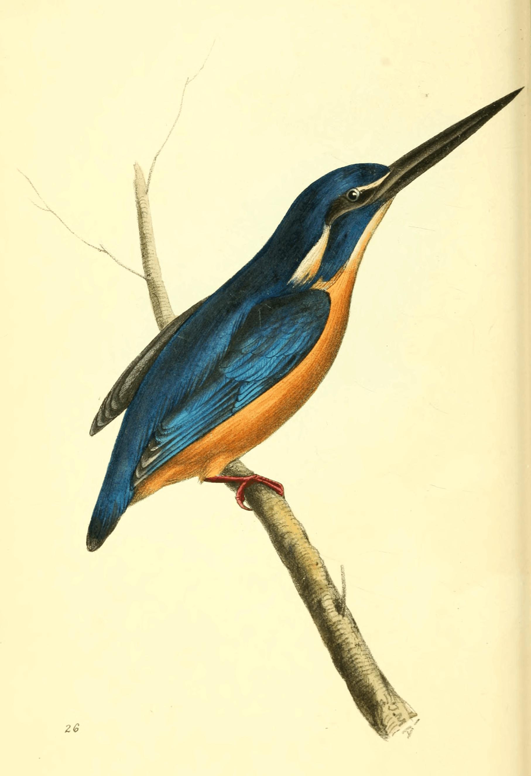 Plate 26.
