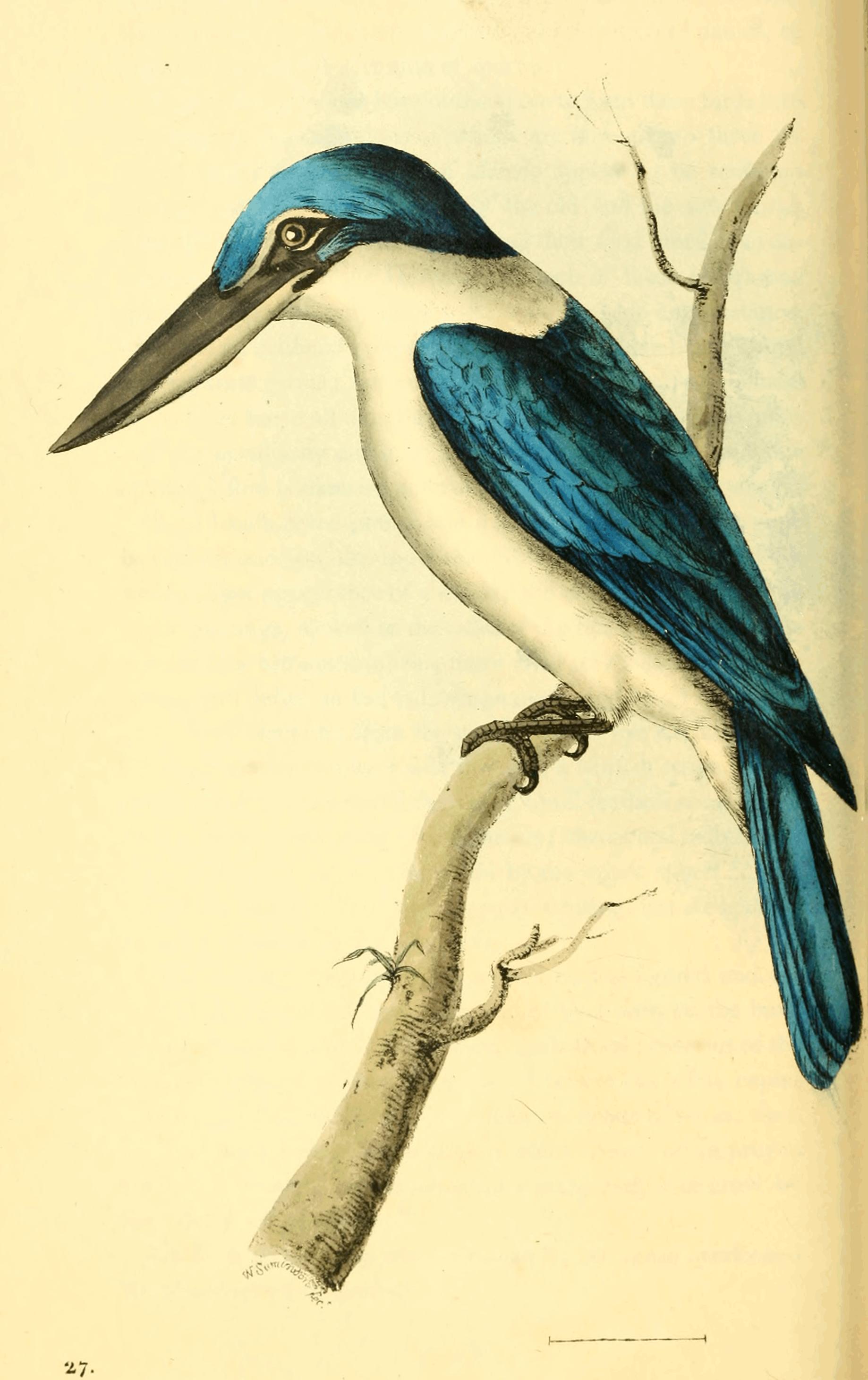 Plate 27.