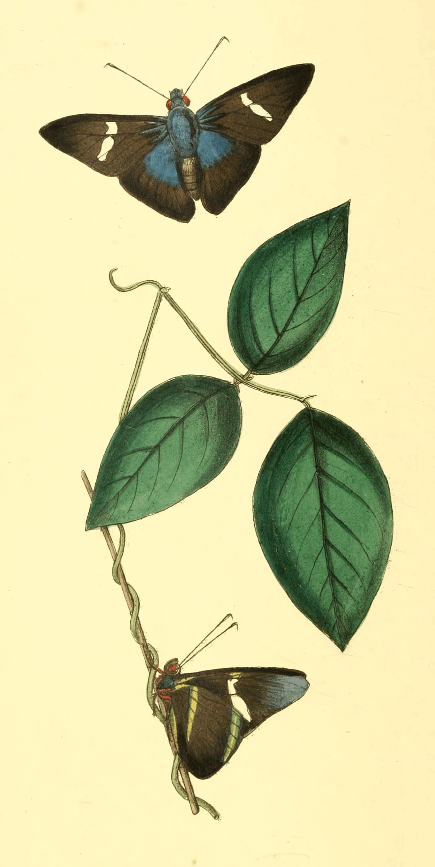 Plate 28.