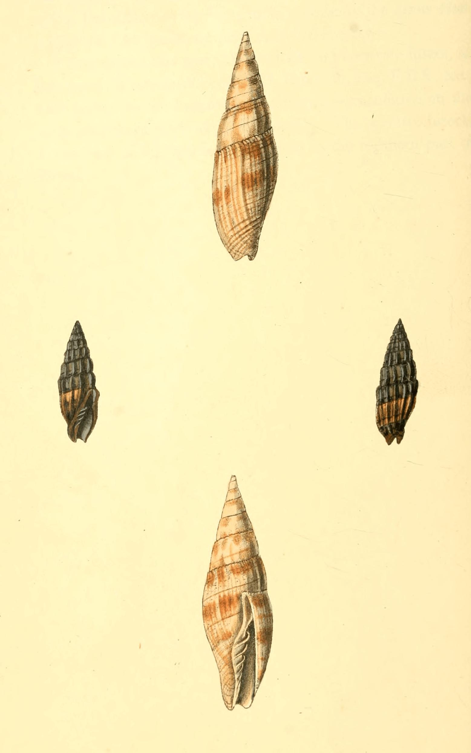 Plate 29.
