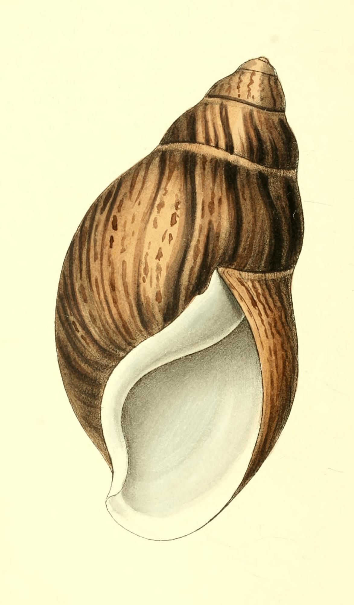 Plate 30.