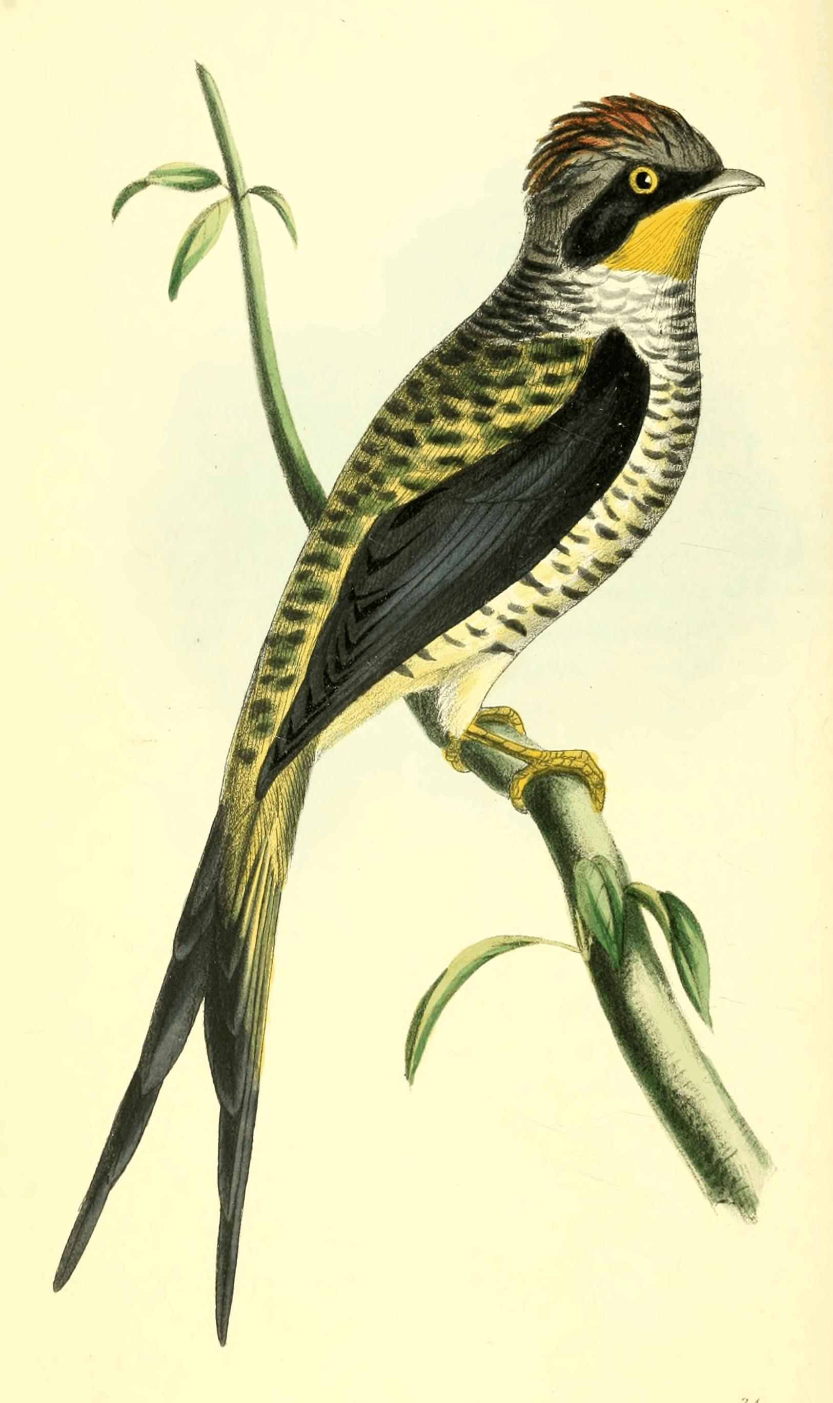 Plate 31.