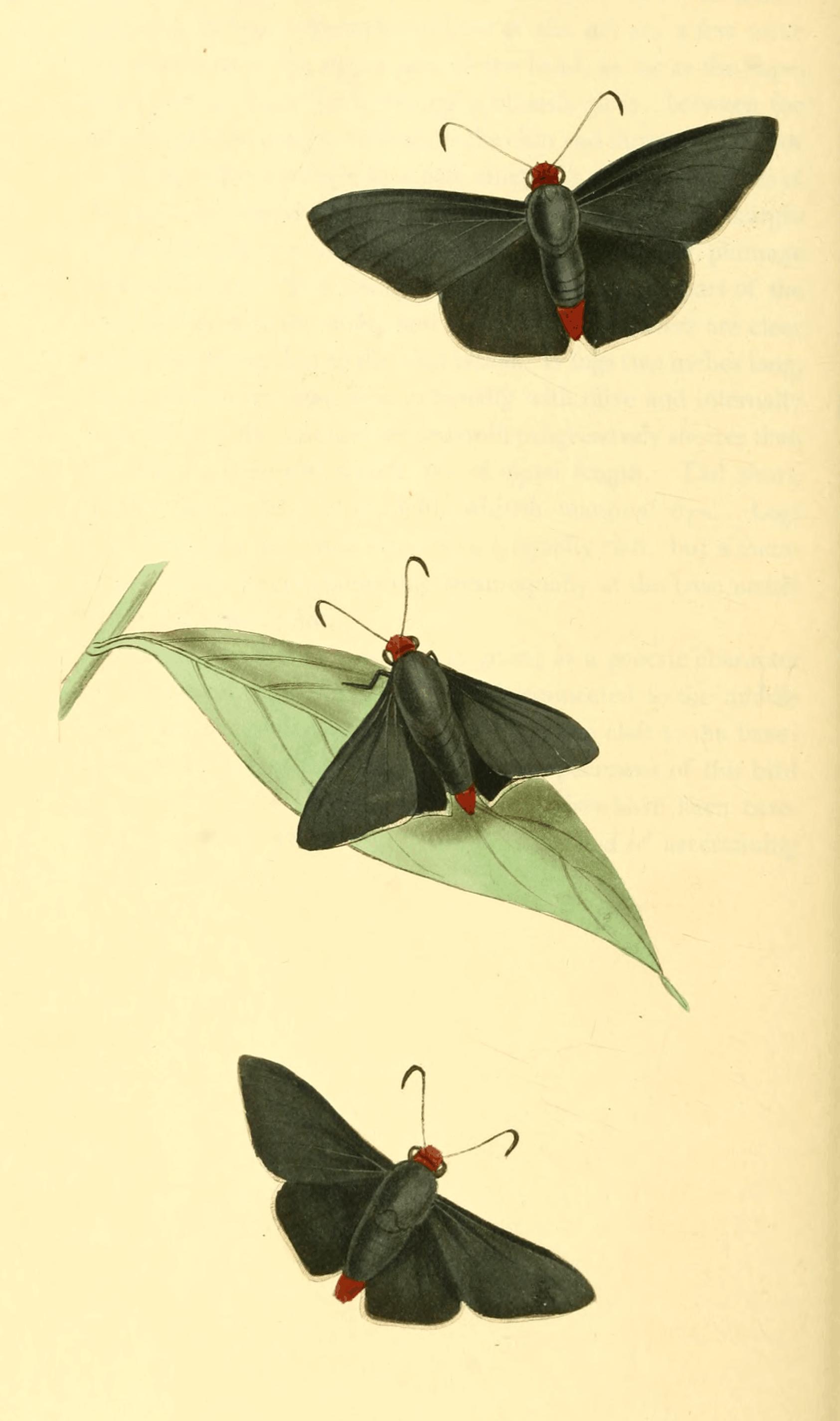 Plate 33.
