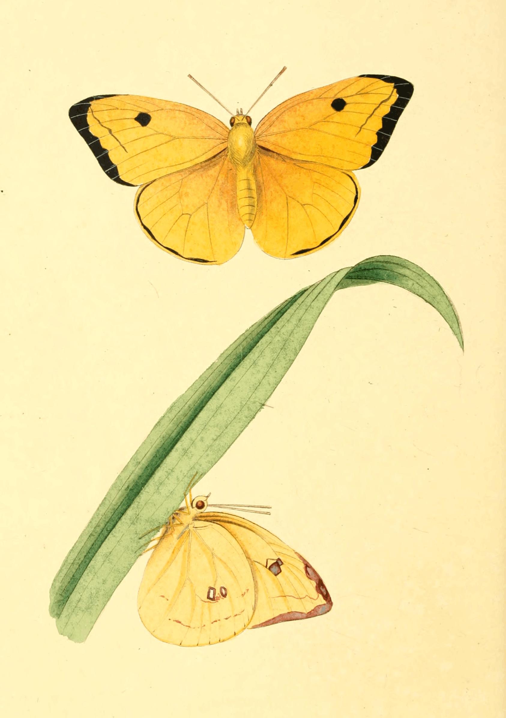 Plate 34.