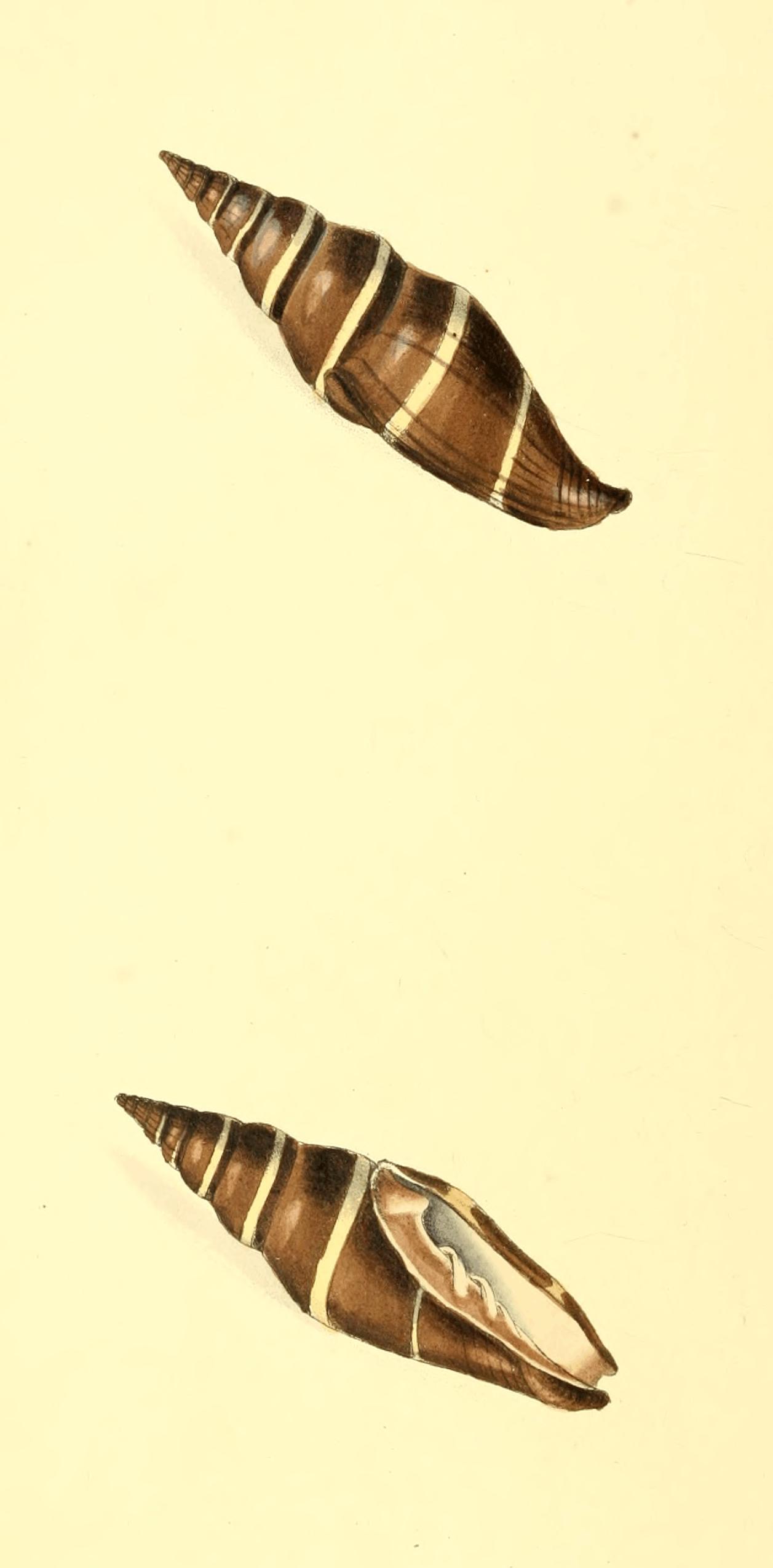 Plate 35.