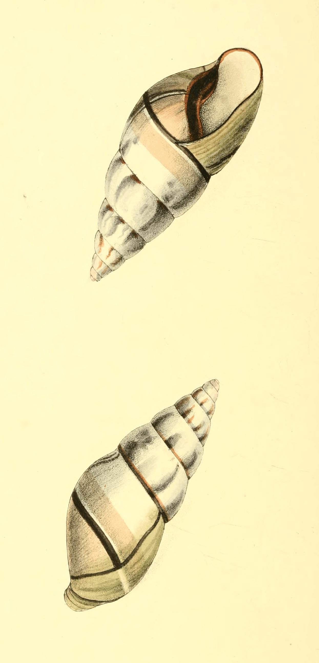 Plate 36.