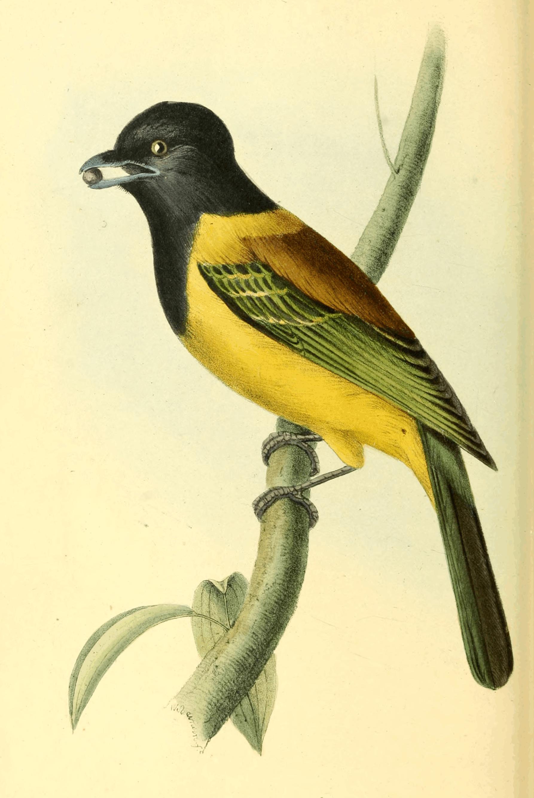 Plate 37.